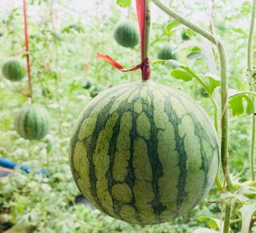 吃瓜群眾黃小瓜是誰,吃瓜群眾黃小瓜的傳奇故事