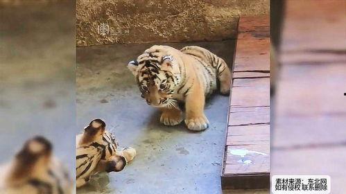 小老虎吃瓜群眾是誰啊,網絡紅人的崛起之路