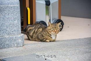 貓咪打架吃瓜群眾在旁邊看,一場寵物間的“熱血”對決