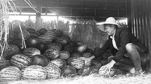 大路邊的吃瓜群眾,大路邊吃瓜群眾的夏日狂歡